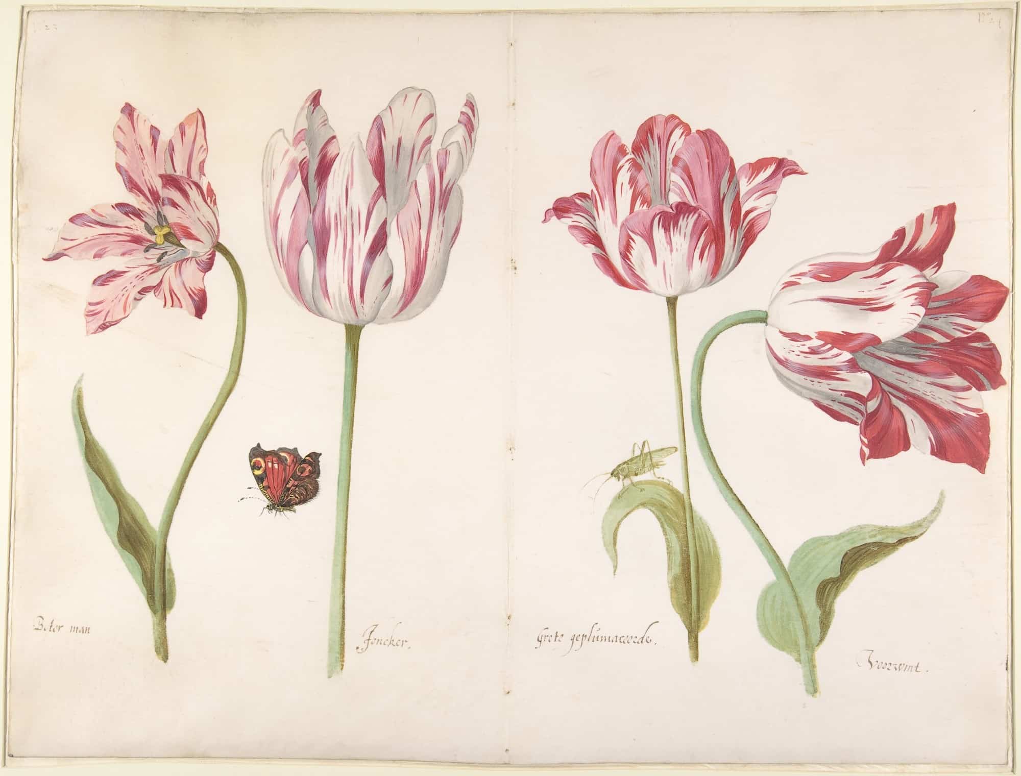 A botanical illustration of tulips